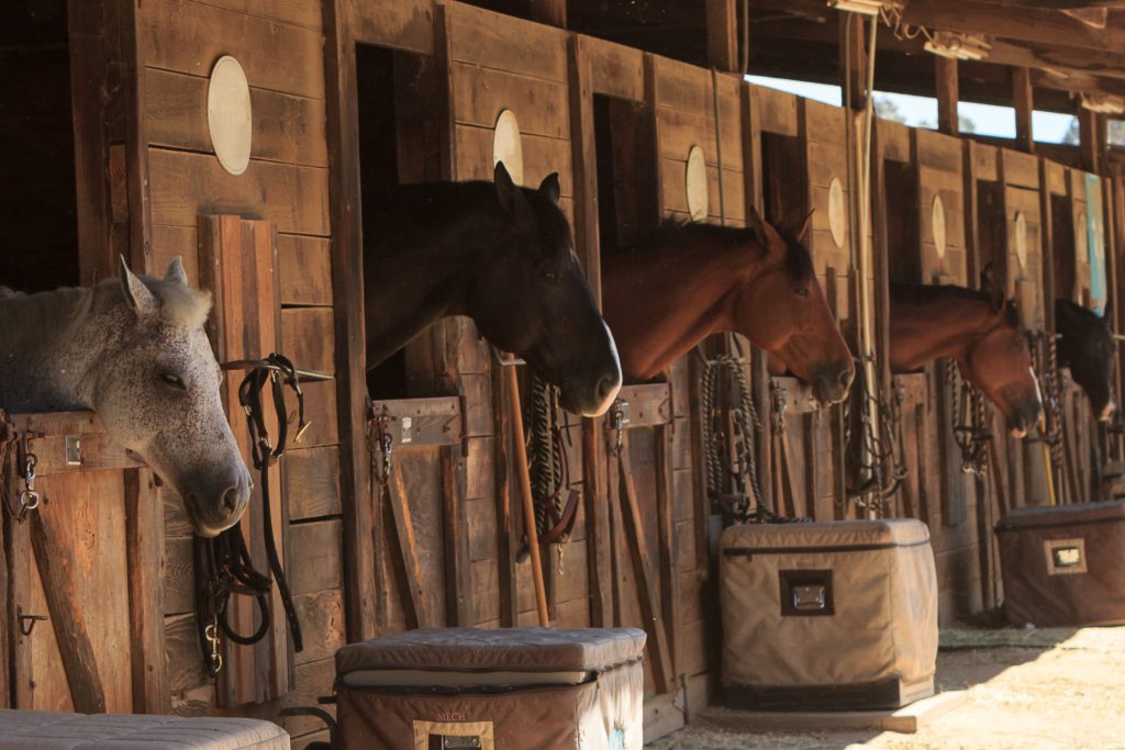 Teen Girl Arrested for Stabbing 3 Horses at Vegas Event