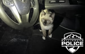 Abandoned kitten found inside stolen car in Bellingham