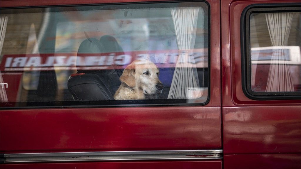 Nebraska Dog Triggers Shotgun, Injures Woman at Gas Station