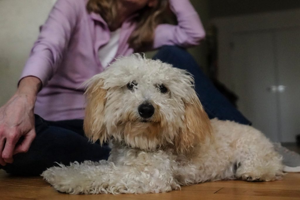 Rising 'Pot Dog' Cases Prompt Urgent Vet Caution in Philly Area