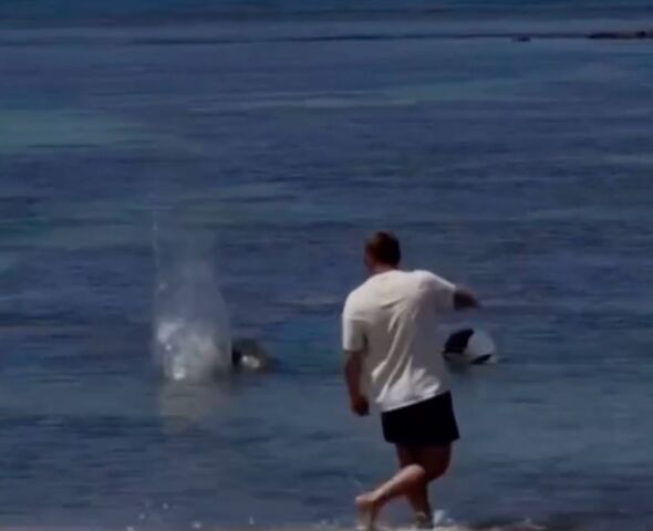 Tourist punched for throwing rock at beloved seal