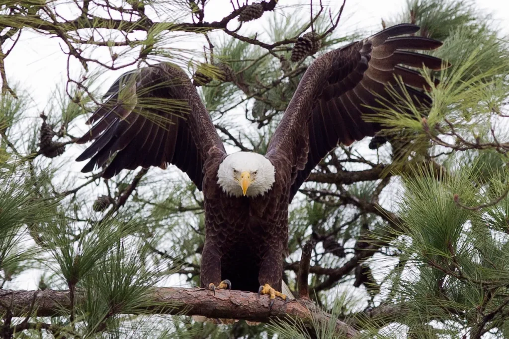Texas man faces jail for killing bald eagle in his tree