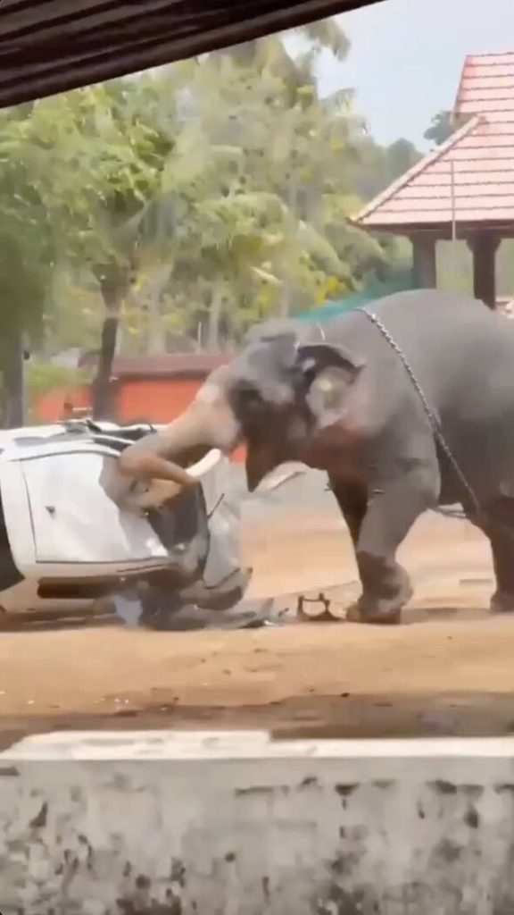 Elephant kills man in deadly India temple rampage
