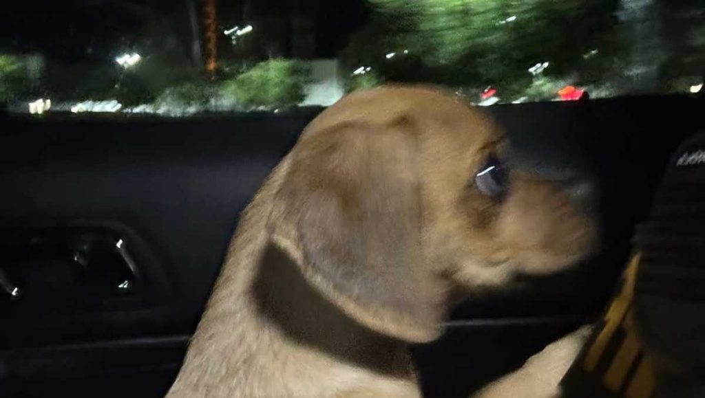 Puppy strangled by man found with cocaine exposure