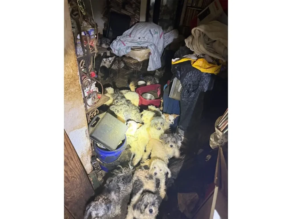 Soiled Floors, Darkness: Inside Broomall Home Where 45 Dogs Were Hoarded