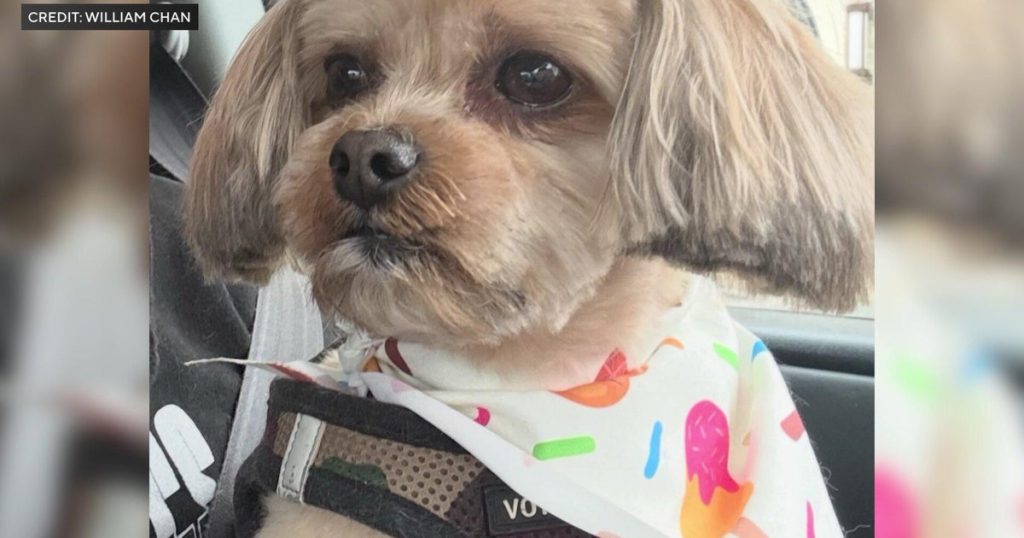 Woman Charged After Allegedly Taking Family Dog From Clifton Yard