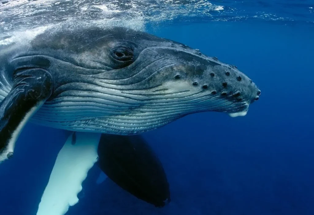 DNA Tests May Confirm Dead Whale as Germany's Rescued Timmy
