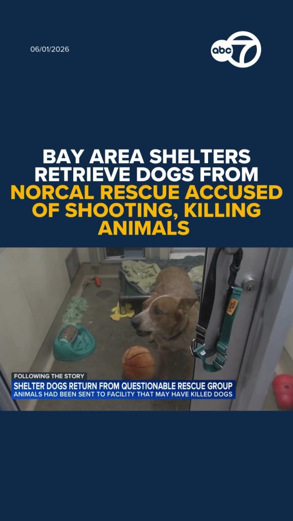 Northern CA Rescue Accused of Shooting Dogs Sent There
